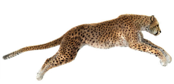 Guépard agile